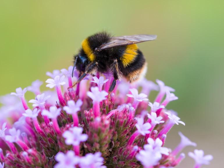 By James Petts from London, England - Bee on flower, CC BY-SA 2.0, https://commons.wikimedia.org/w/index.php?curid=34998281